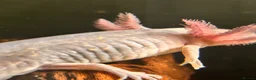 Axolotl reptiles for sale: Black Meleniod axolotls   - Advert 2
