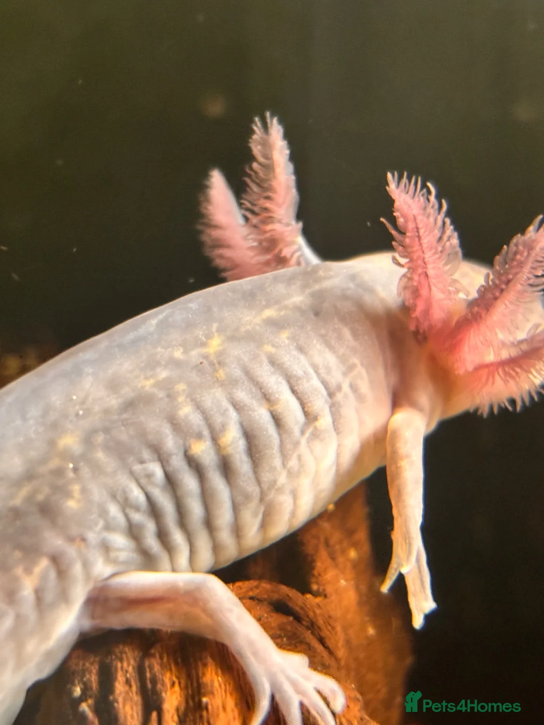 Axolotl reptiles for sale: Black Meleniod axolotls   - Advert 2