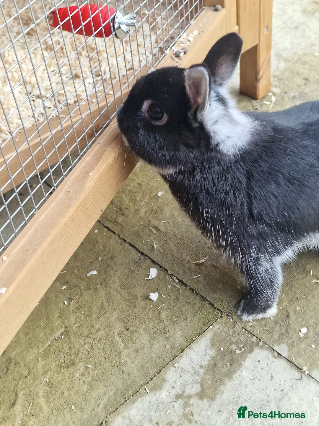 Netherland Dwarf rabbits for sale: 2 female Netherlands dwarf rabbits with hutch - Advert 4