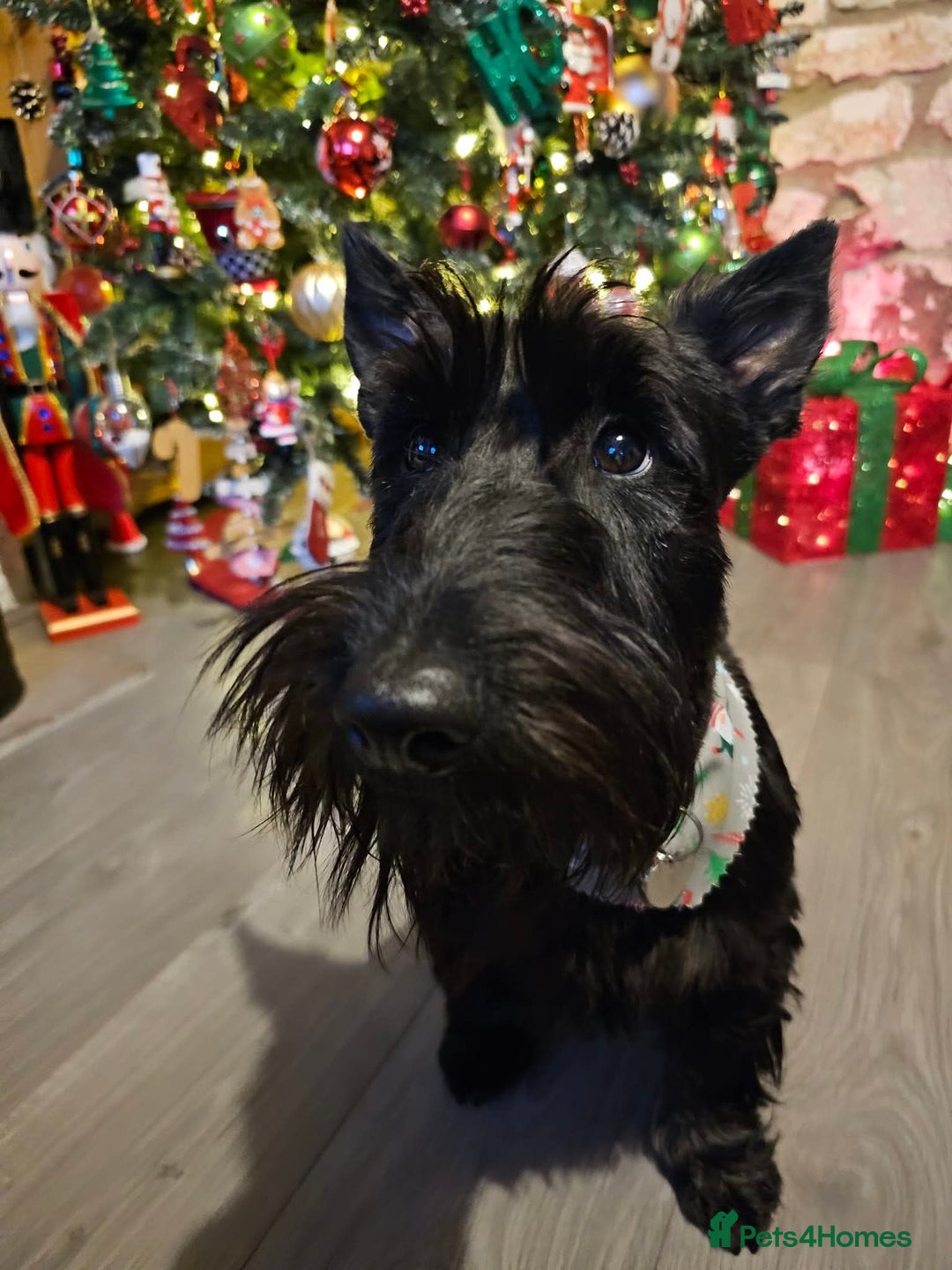 Mixed Breed dogs for sale: Scoland terriers  - Advert 2