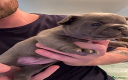 French Bulldog dogs for sale: 4 beautiful blue French bulldogs  - Image 11