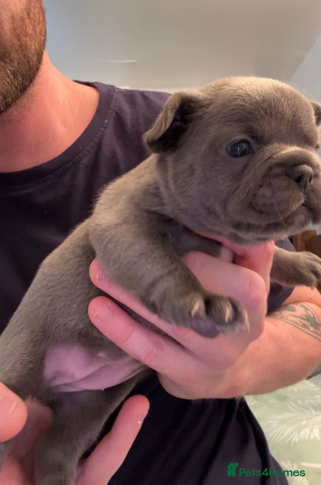 French Bulldog dogs for sale: 4 beautiful blue French bulldogs  - Image 11