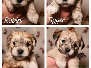 Maltese dogs Maltese puppies - Advert 7