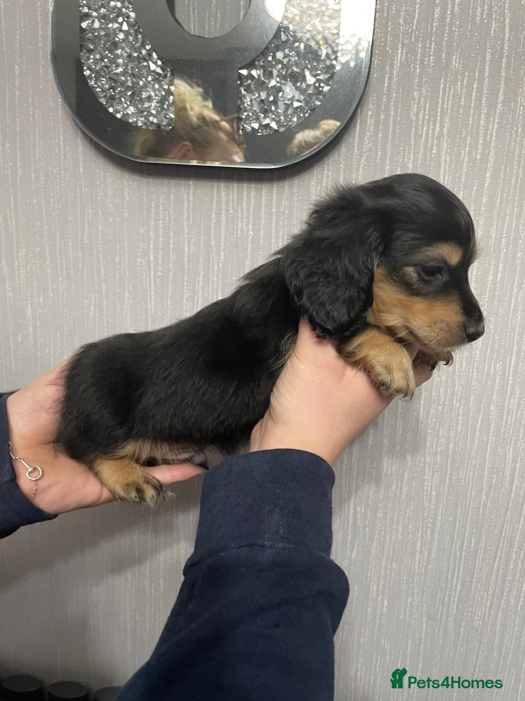 Miniature Dachshund dogs for sale: Black & Cream Long Haired Miniature - Image 5