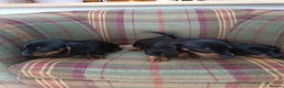 Miniature Dachshund dogs for sale: Black and Tan Miniature Dachshund Puppies 3 Boys - Advert 26