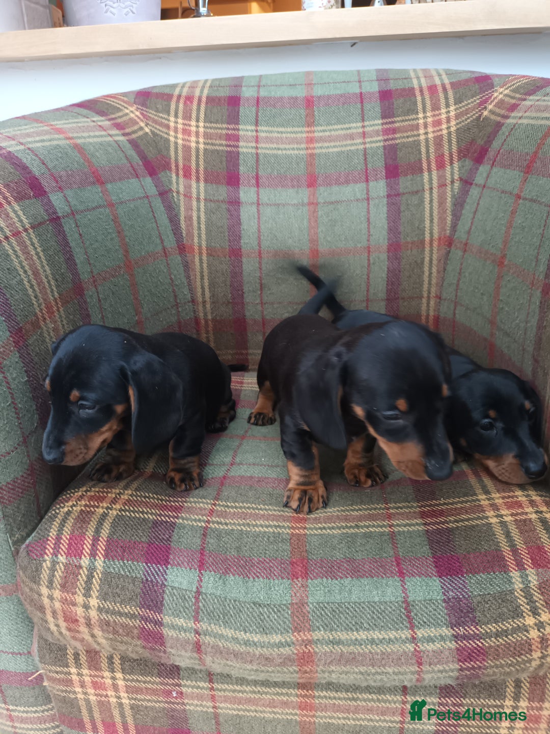 Miniature Dachshund dogs for sale: Black and Tan Miniature Dachshund Puppies 3 Boys - Advert 26