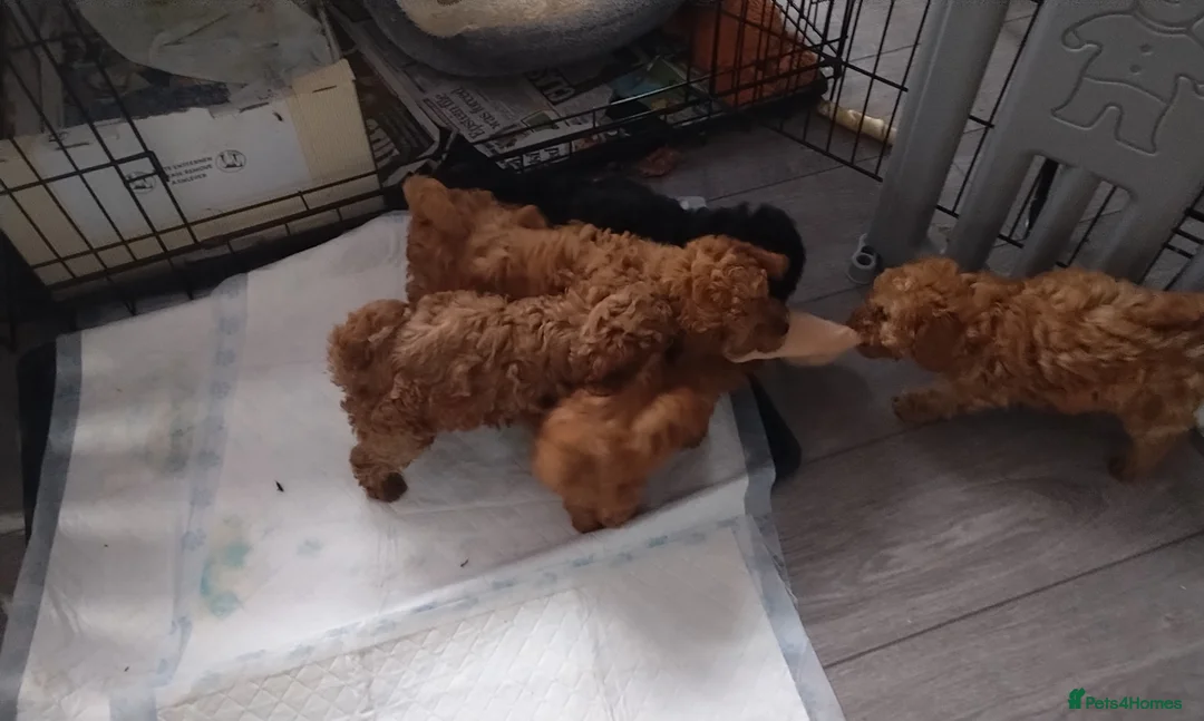 Mixed Breed dogs for sale: Miniature / toy poodles in Morecambe - Advert 16