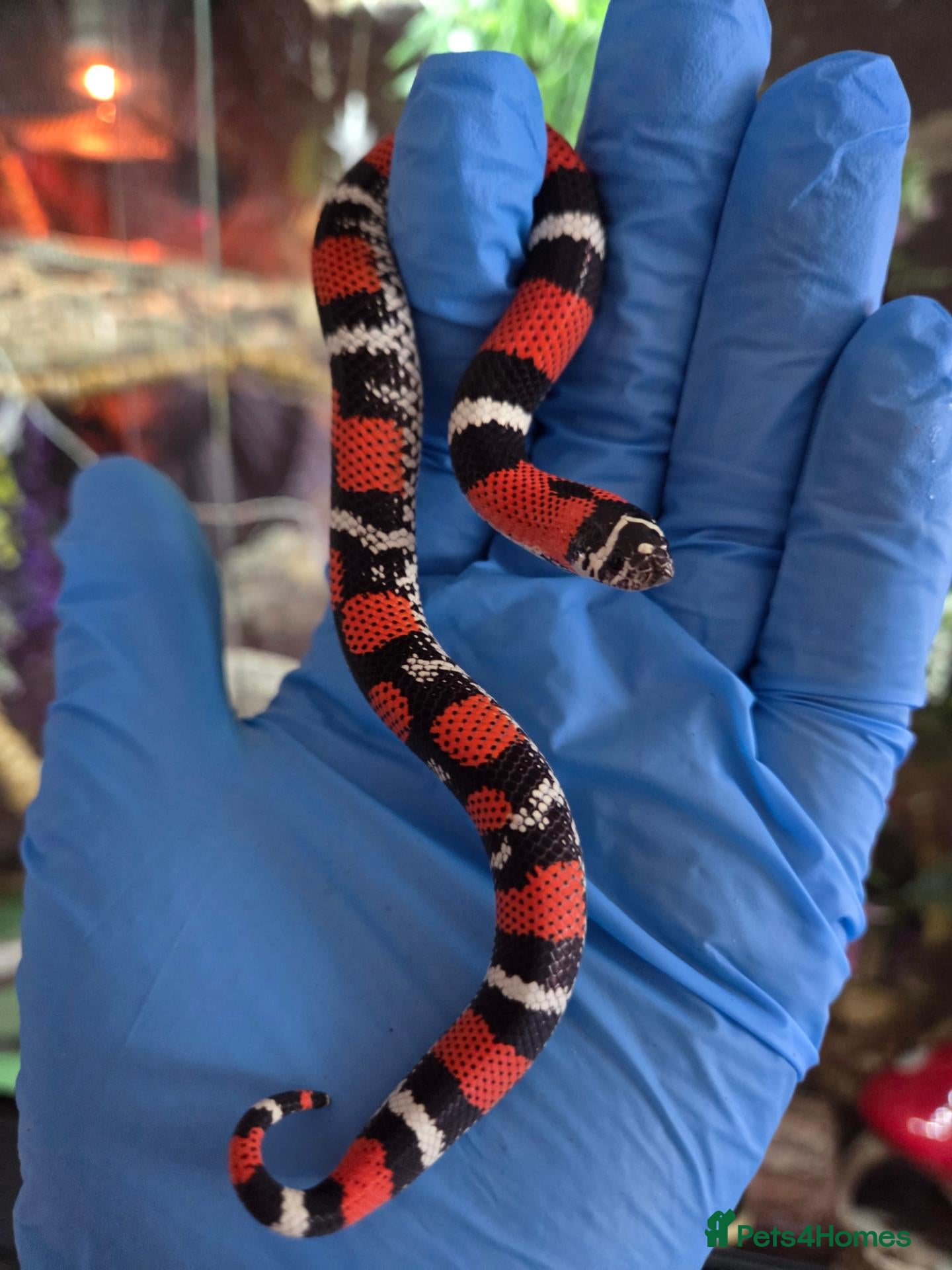 Mixed Breed reptiles Tri Colour Hognose Snakes  - Advert 16