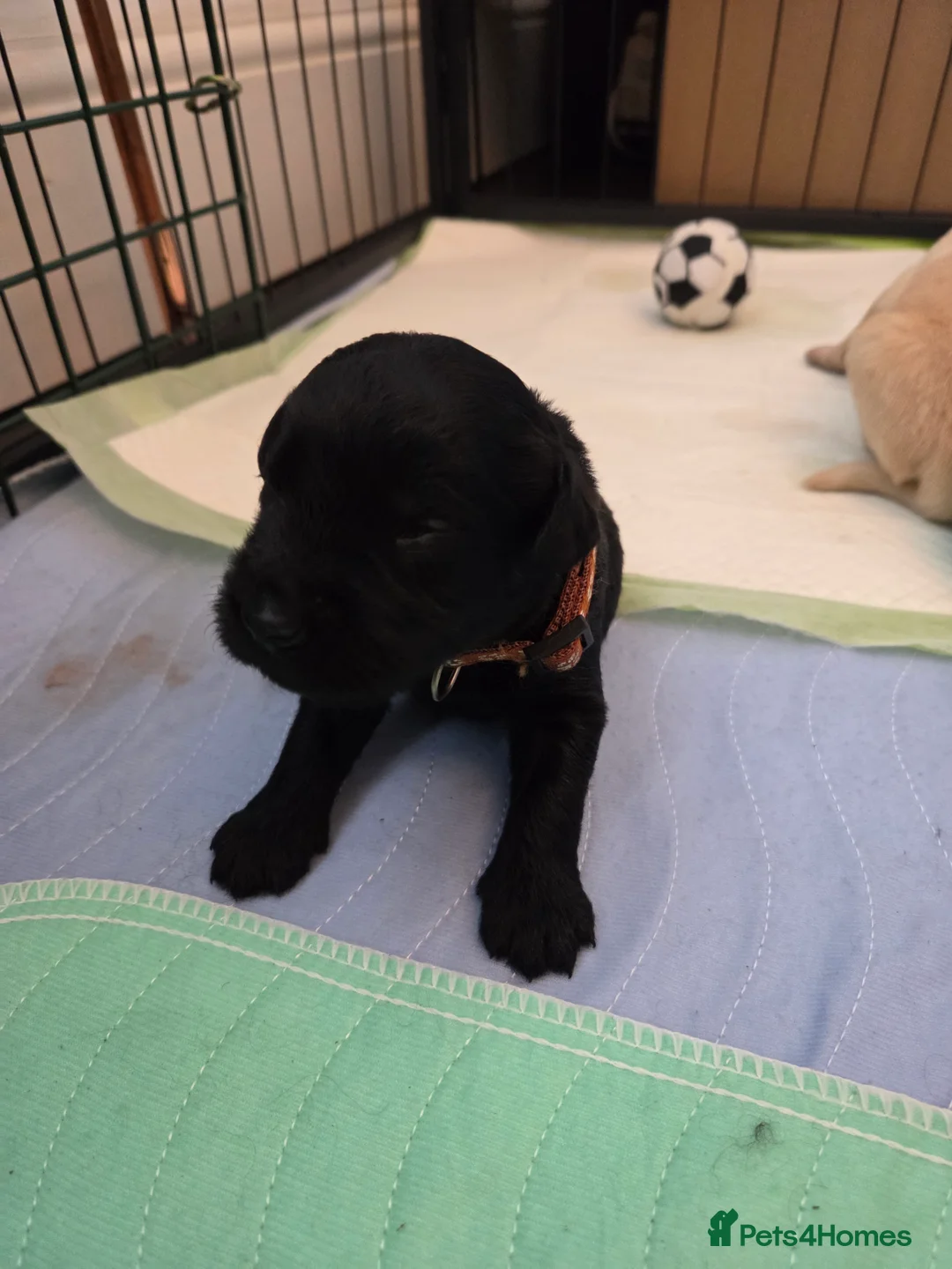 Labradoodle dogs for sale: Labrodoodle Puppies - Advert 22