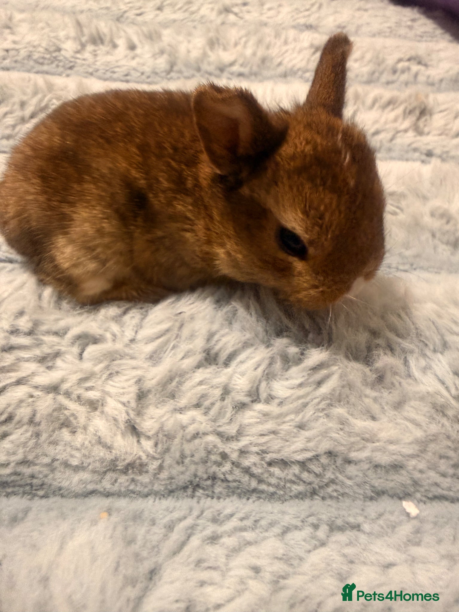 Mixed Breed rabbits for sale: Bunnies for sale - Advert 3