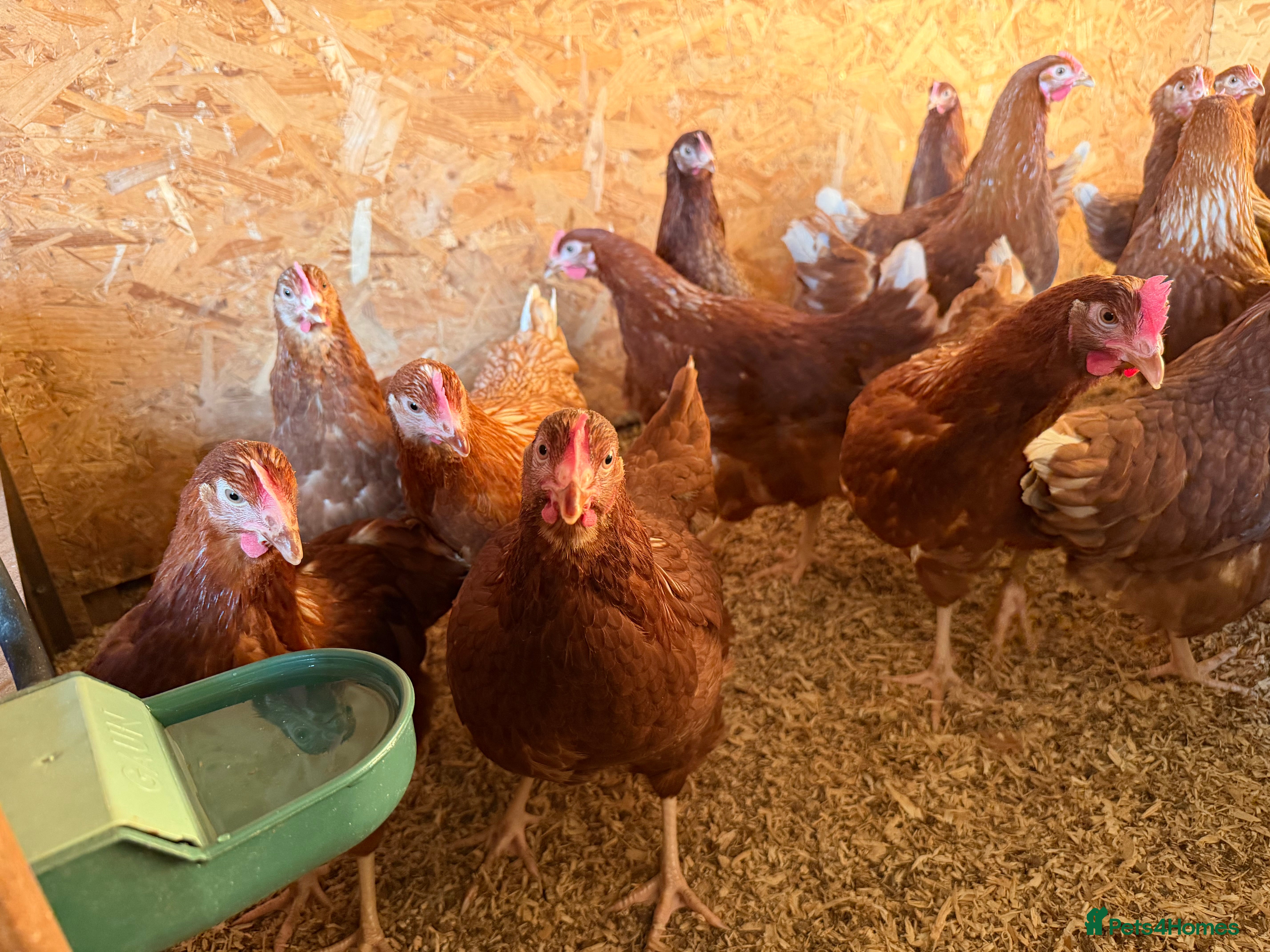 Chickens poultry Warrens Available  - Advert 16