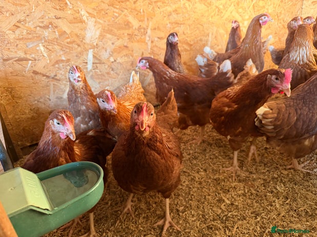 Chickens poultry - Advert 2