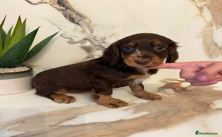 Cocker Spaniel dogs - Advert 13