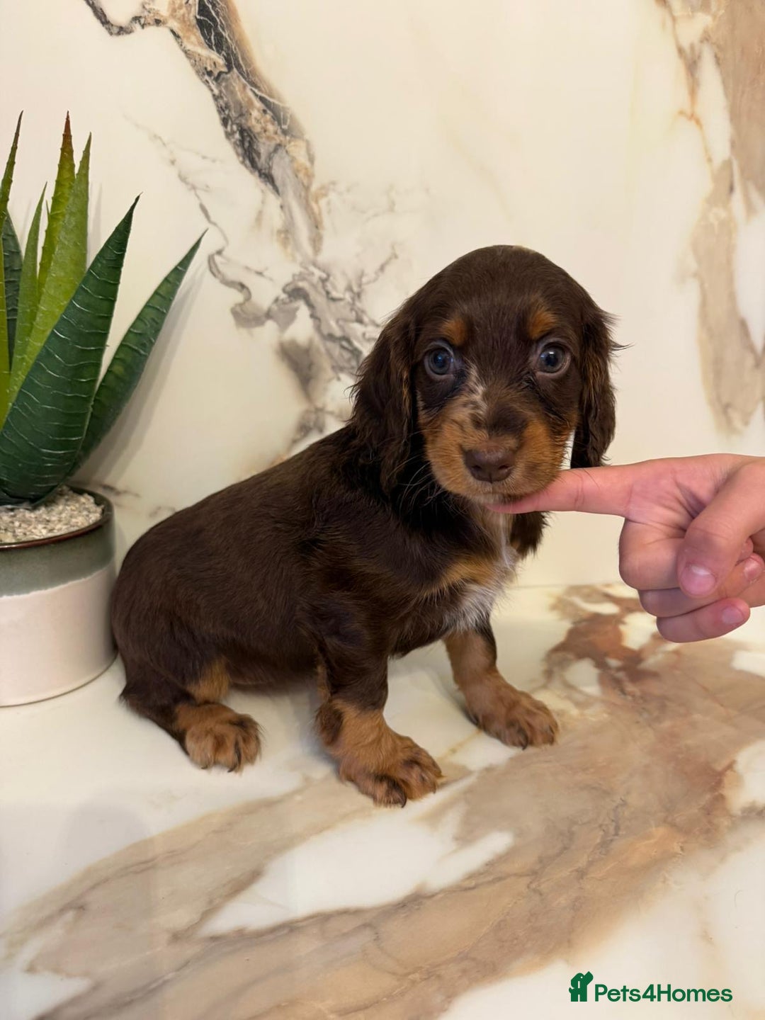 Cocker Spaniel dogs for sale: ⭐️chocolate cocker spaniel pups⭐️  - Image 1