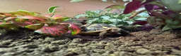 Tortoise reptiles for sale: Western Dwarf Herman Tortoise - Advert 5