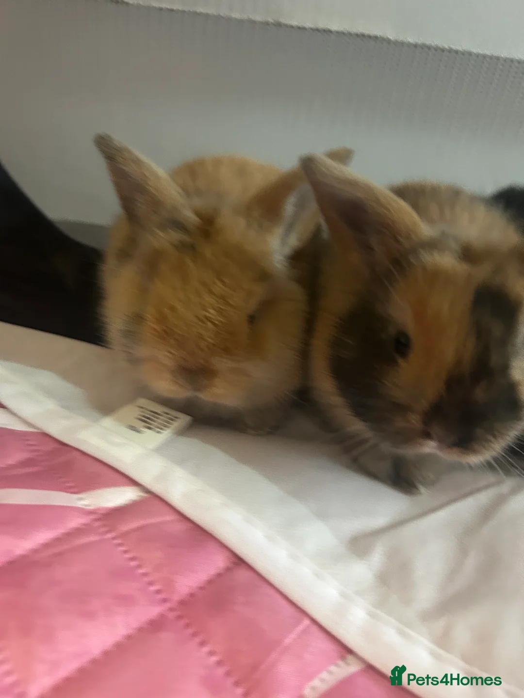 Mini Lop rabbits for sale: Beautiful Mini Lop eared bunnies.  - Advert 8