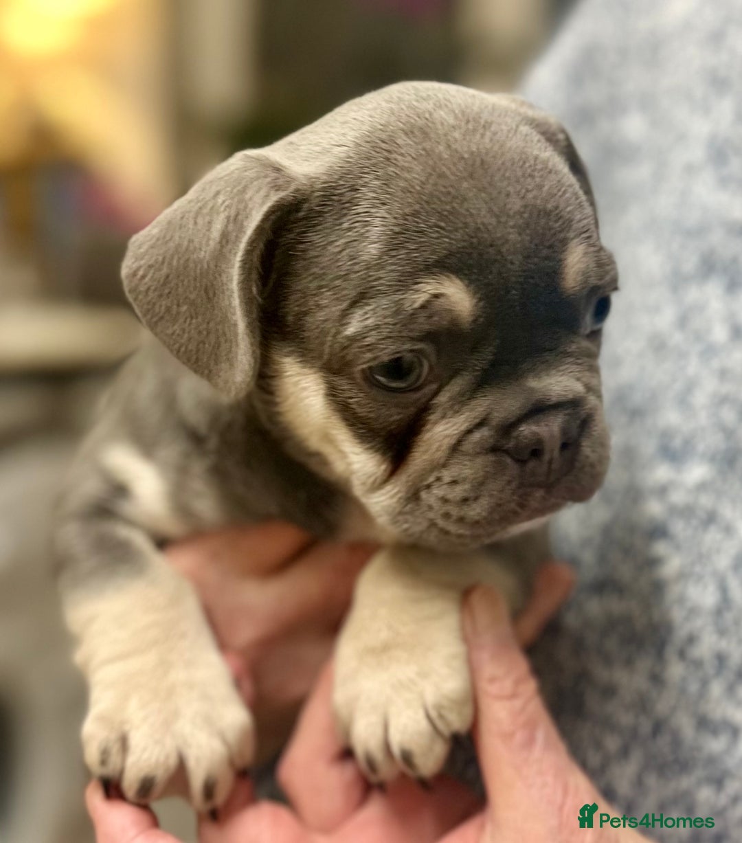French Bulldog dogs for sale: French Bulldog Puppies  - Advert 13