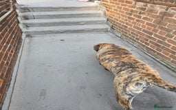 Presa Canario dogs for sale: Presa Canario Male  - Image 8