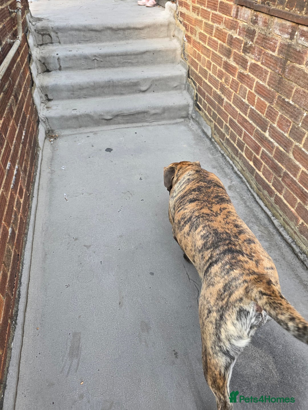 Presa Canario dogs for sale: Presa Canario Male  - Image 8