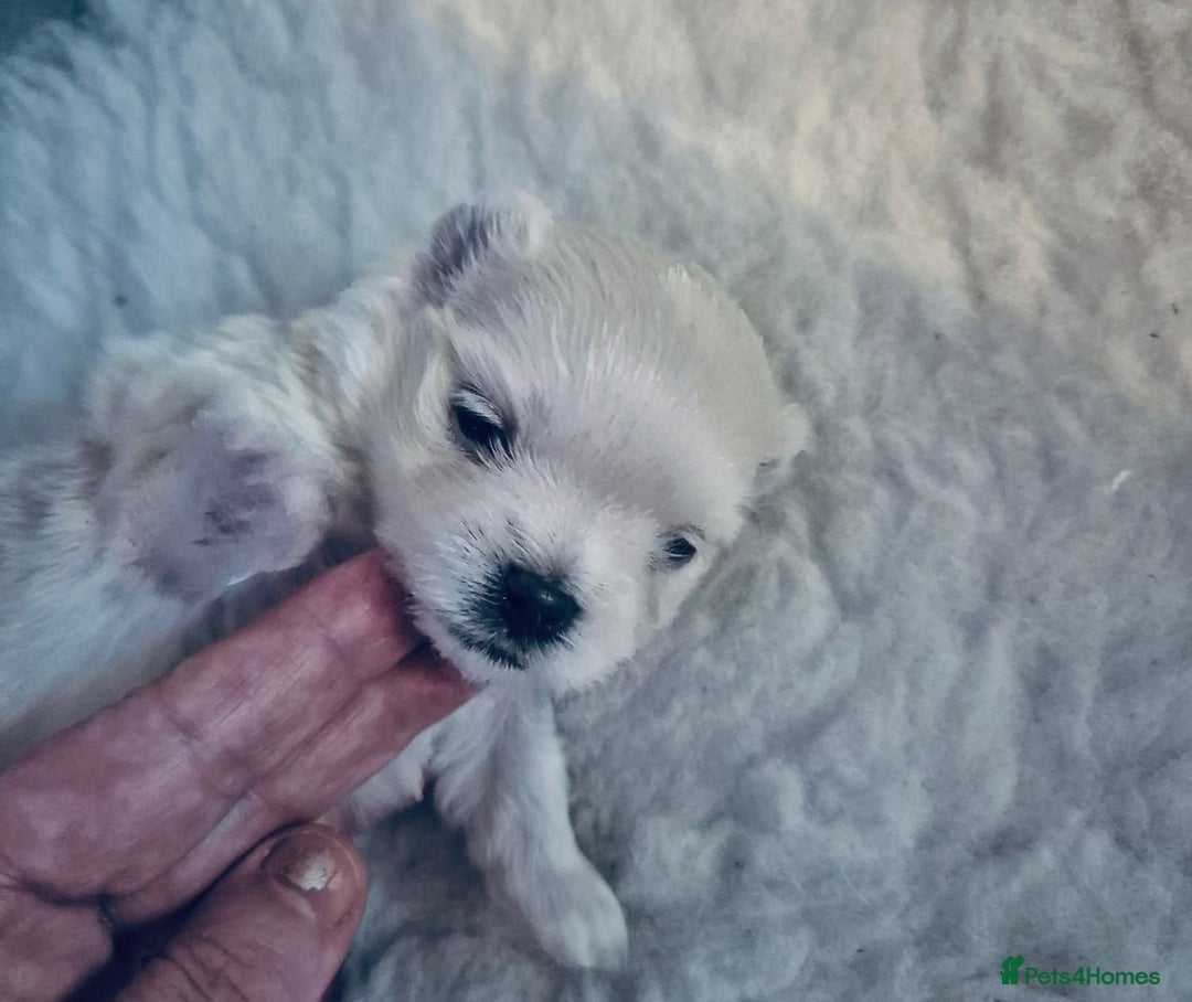 Mixed Breed dogs for sale: Maltese x Pomeranian  - Advert 3