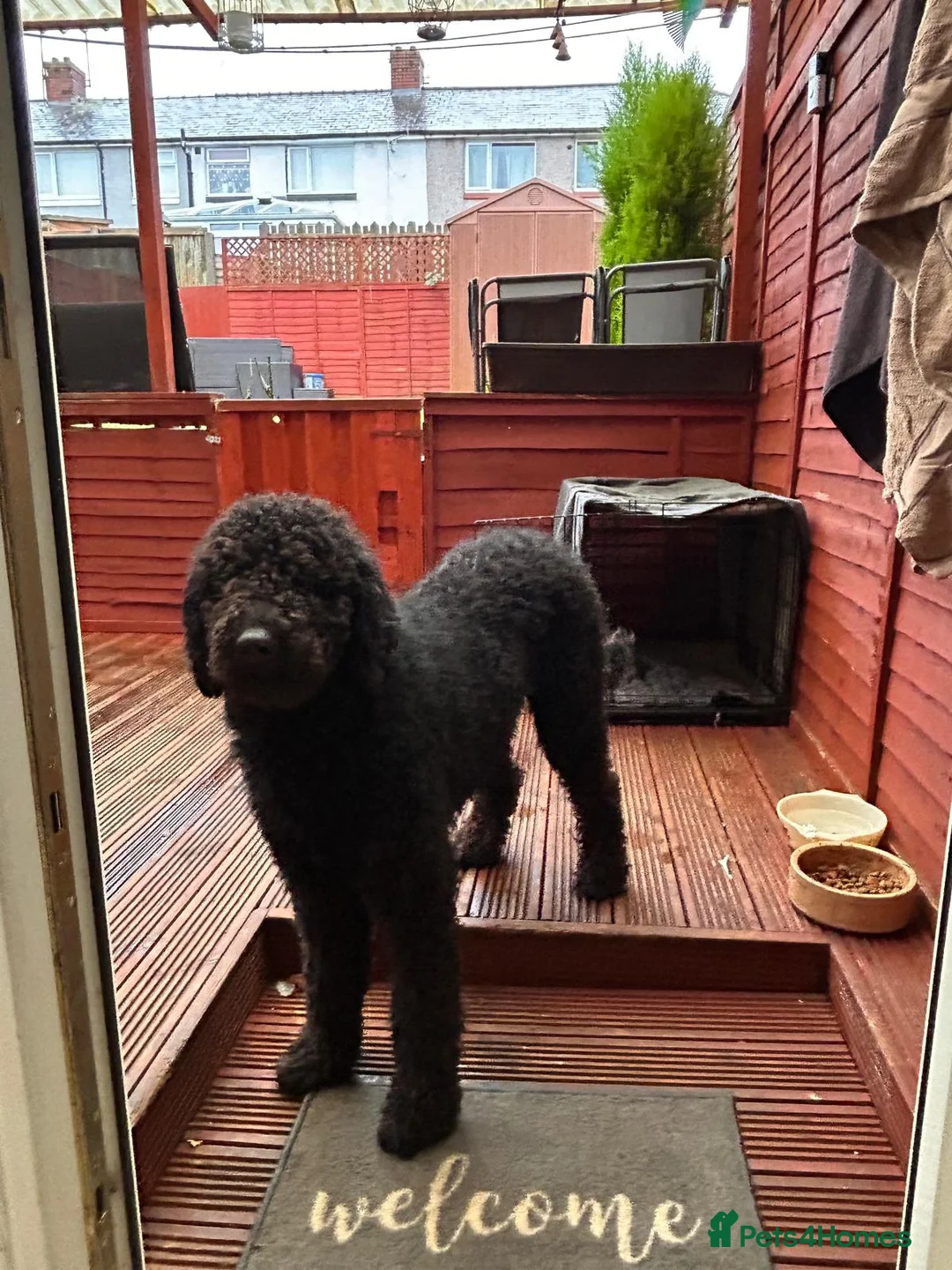 Goldendoodle dogs for sale: Tedy family friend  - Advert 2