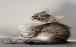 Maine Coon cats for sale: TICA registered Giant Maine coon   - Image 8