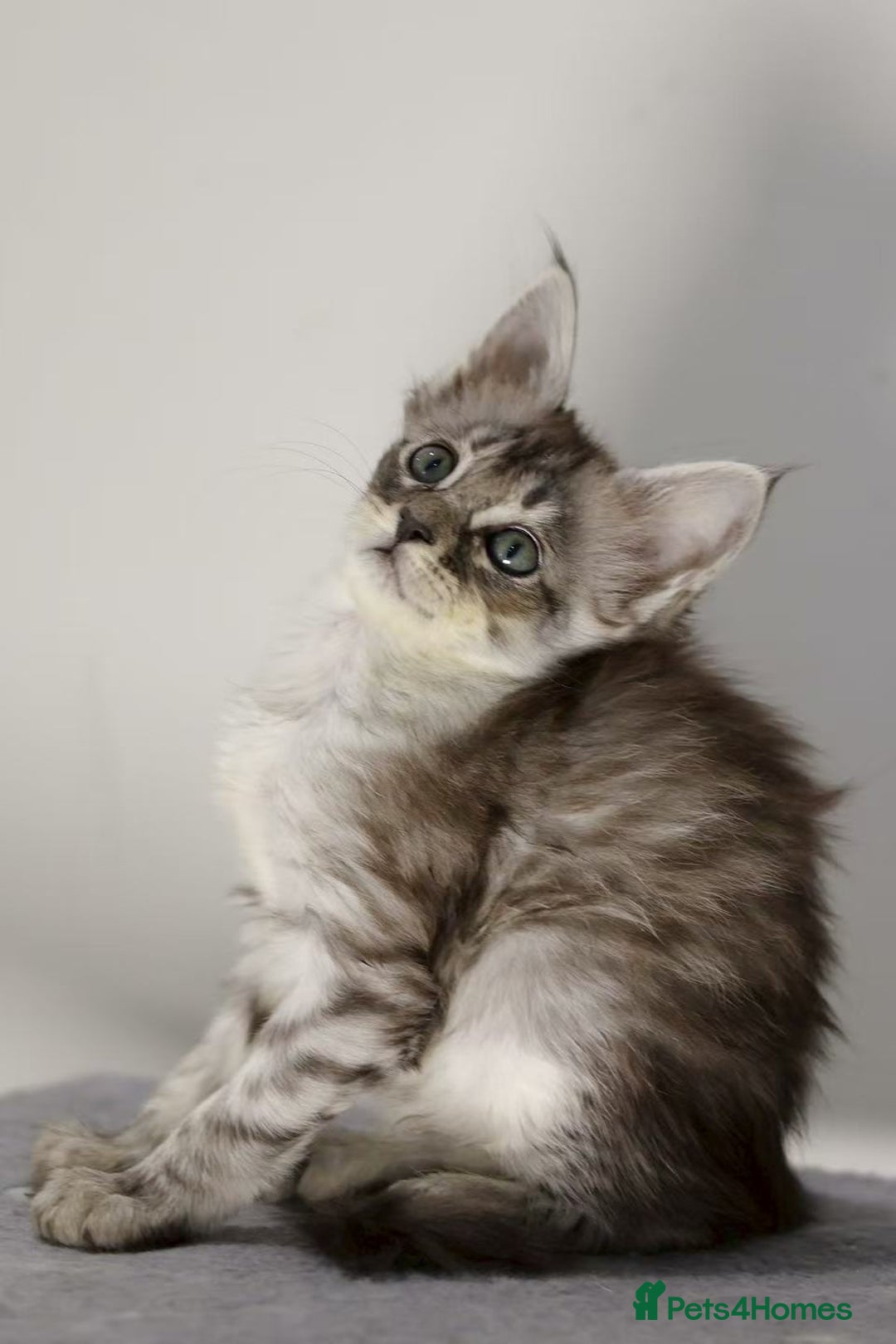 Maine Coon cats for sale: TICA registered Giant Maine coon   - Image 8