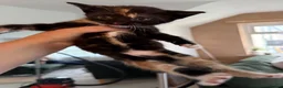 Mixed Breed cats for sale: 4 kittens for sale  - Advert 5