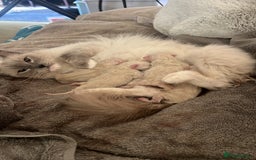 Ragdoll cats for sale: Ragdoll Kittens - Image 8