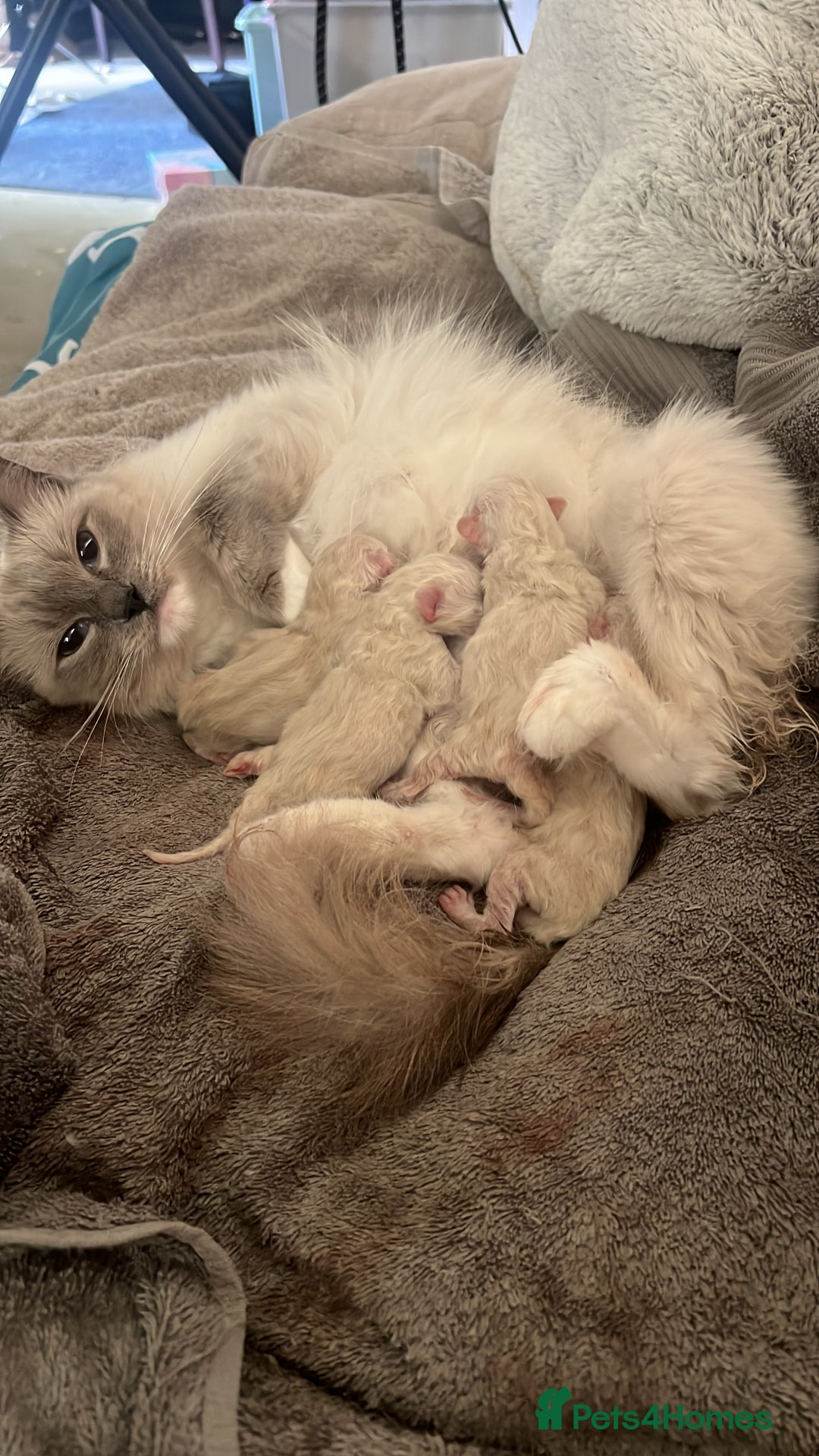 Ragdoll cats for sale: Ragdoll Kittens - Image 8