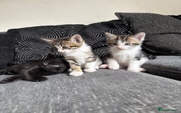 Mixed Breed cats for sale: 7 mix breed healthy kittens  in Sheffield - Image 8