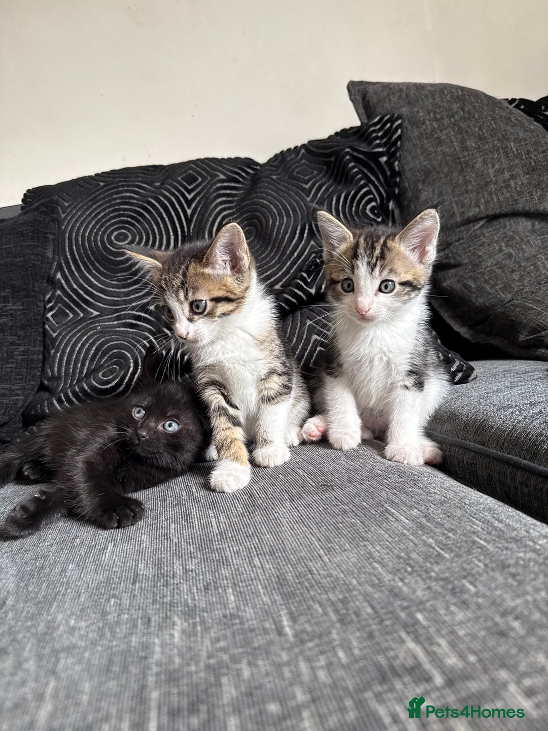 Mixed Breed cats for sale: 7 mix breed healthy kittens  in Sheffield - Image 8