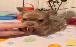 Chihuahua dogs for sale: Beautiful mink lilac chihuahua puppy - Image 9