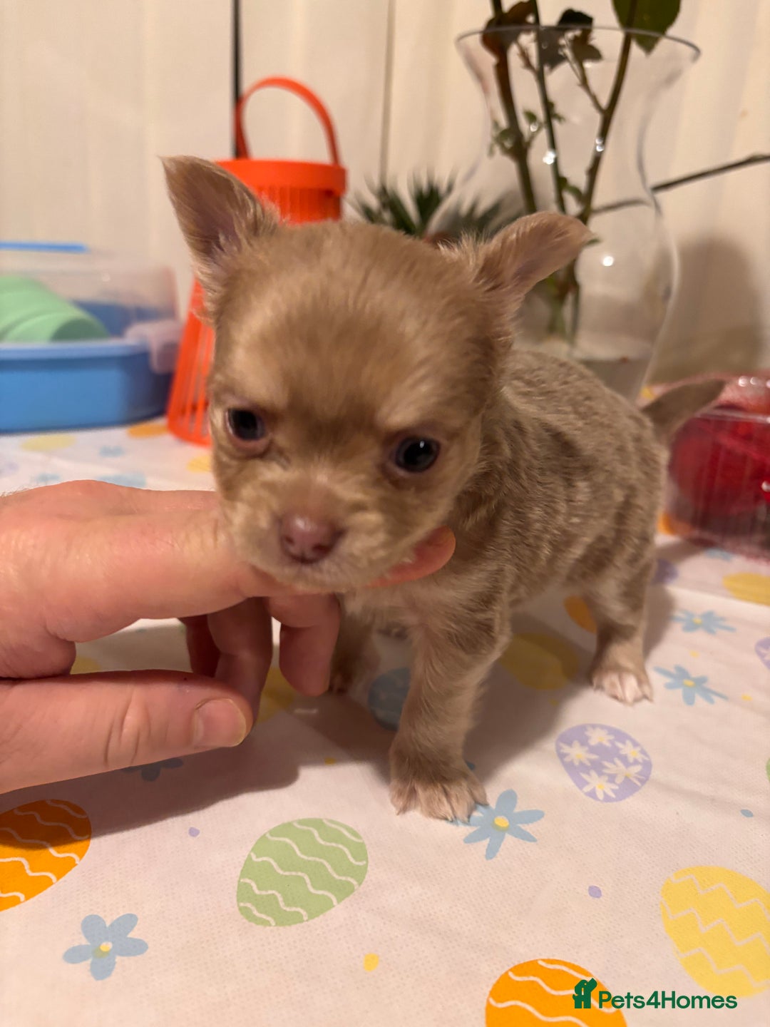 Chihuahua dogs for sale: Beautiful mink lilac chihuahua puppy - Image 9