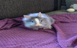 Lionhead rabbits for sale: House rabbit seeking new home - Advert 2