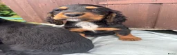 Sprocker dogs for sale: 🩵6 sprocker puppies 💜 - Advert 7