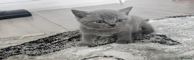British Shorthair 3