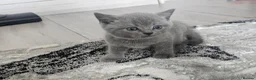 British Shorthair cats for sale: Blue british shorthair showcat kittens - Advert 5