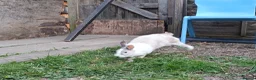 Dutch rabbits for sale: Darling Beautiful Girl - Advert 6