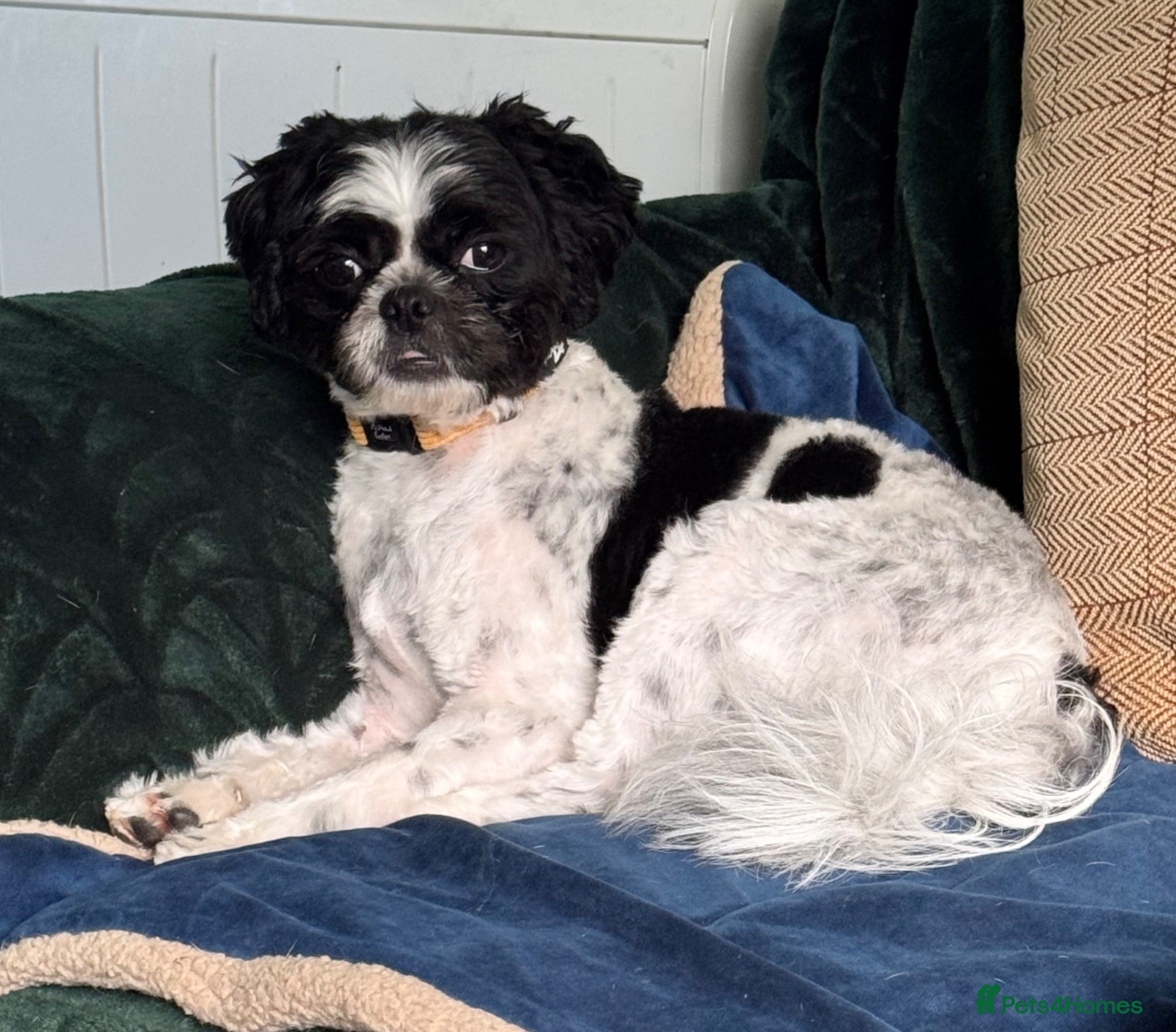 Mixed Breed dogs Small compact pug x lasso Apso - Advert 3