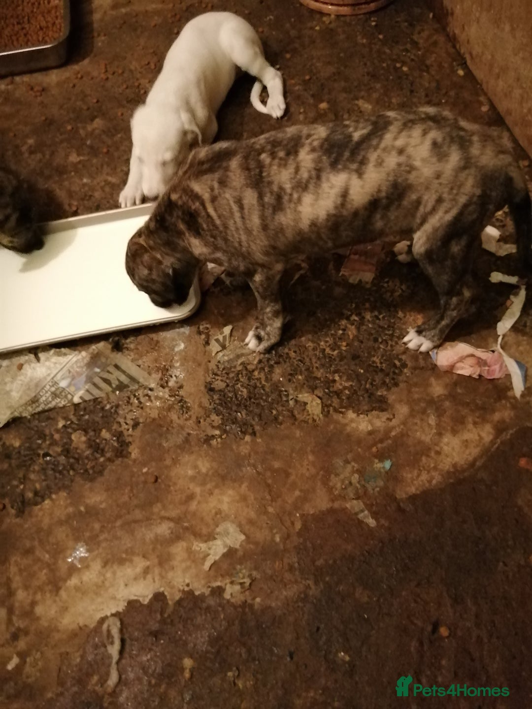 Mixed Breed dogs for sale: Lurcher. Pups - Image 7