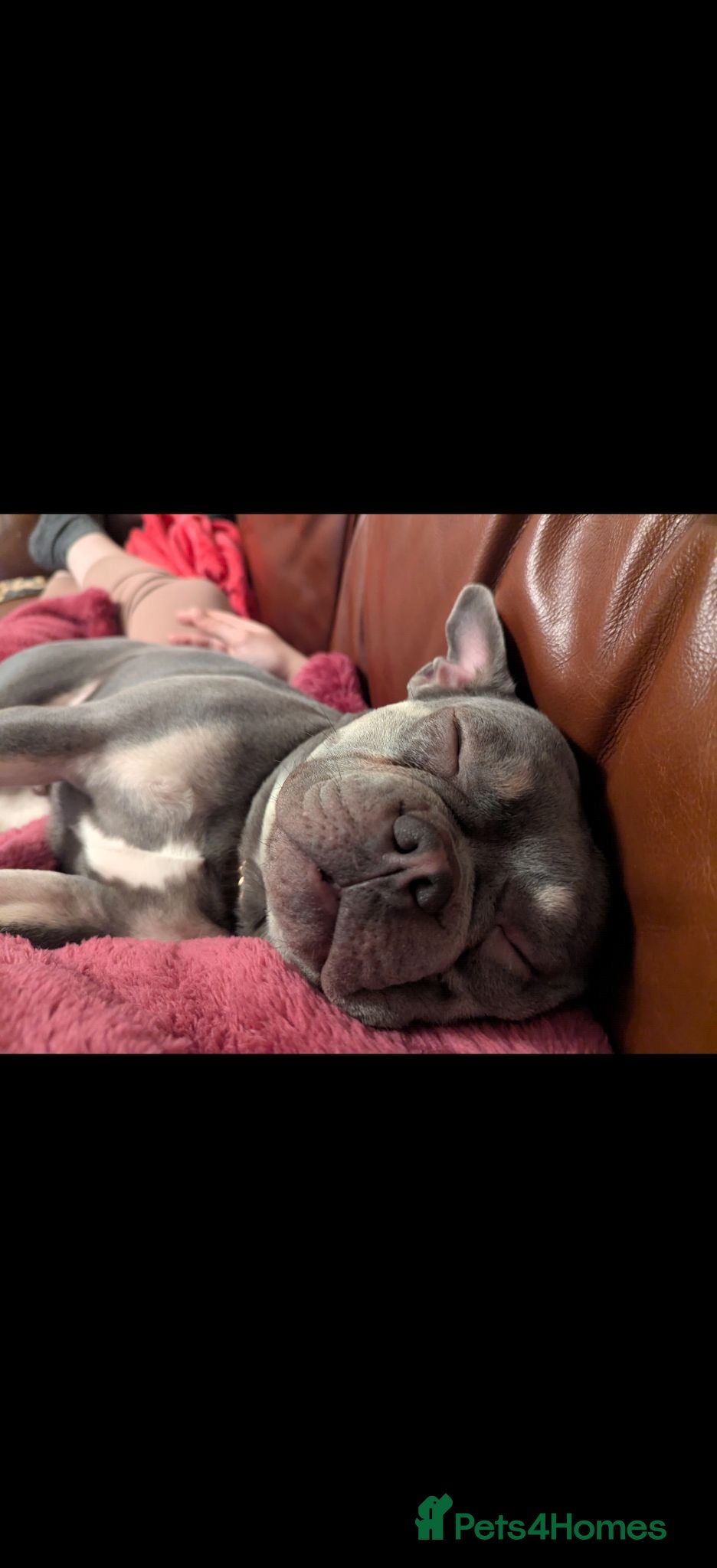 French Bulldog dogs Beautiful Enzo looking for loving forever home - Advert 1