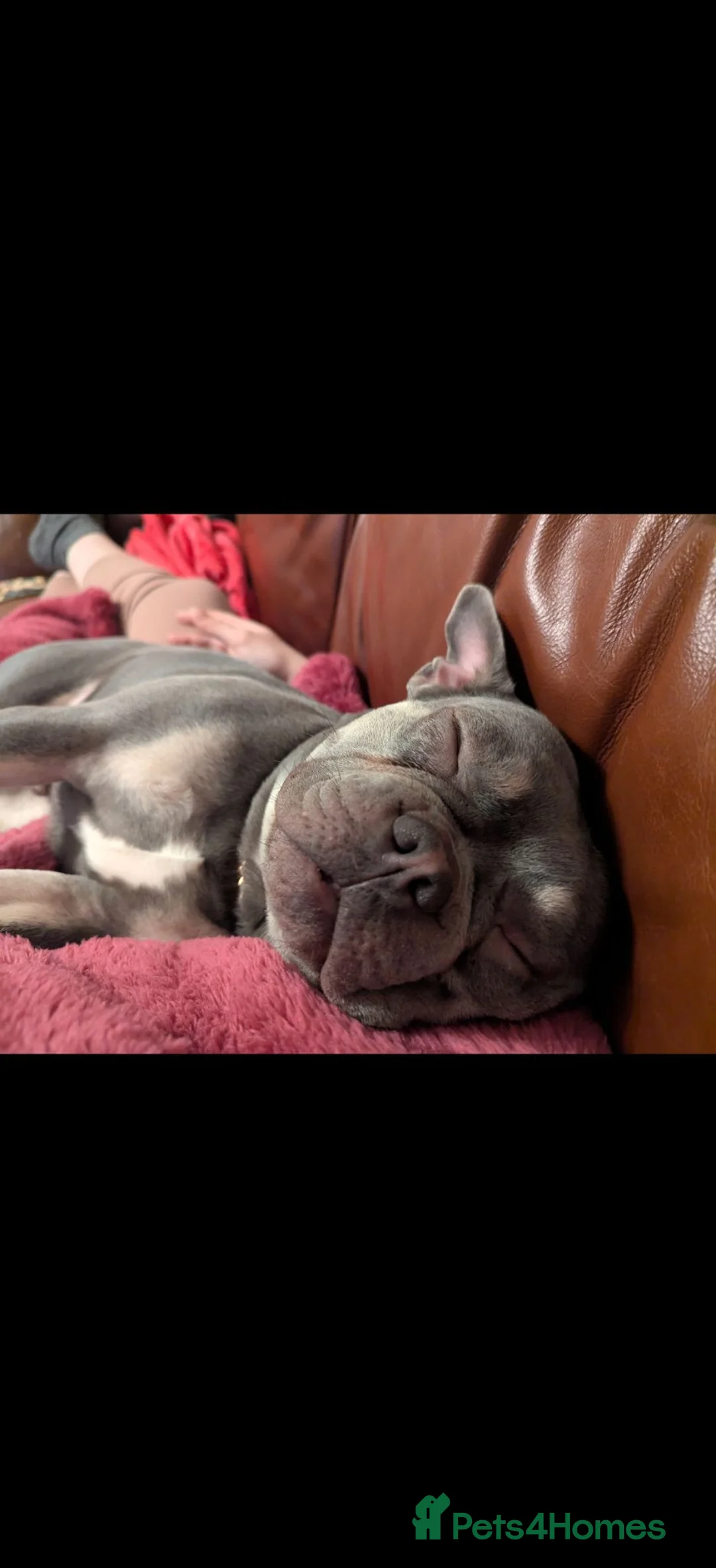 French Bulldog dogs for sale: Beautiful Enzo looking for loving forever home - Advert 1
