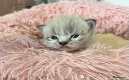 Ragdoll cats for sale: Beautiful ragdoll kittens - Image 1