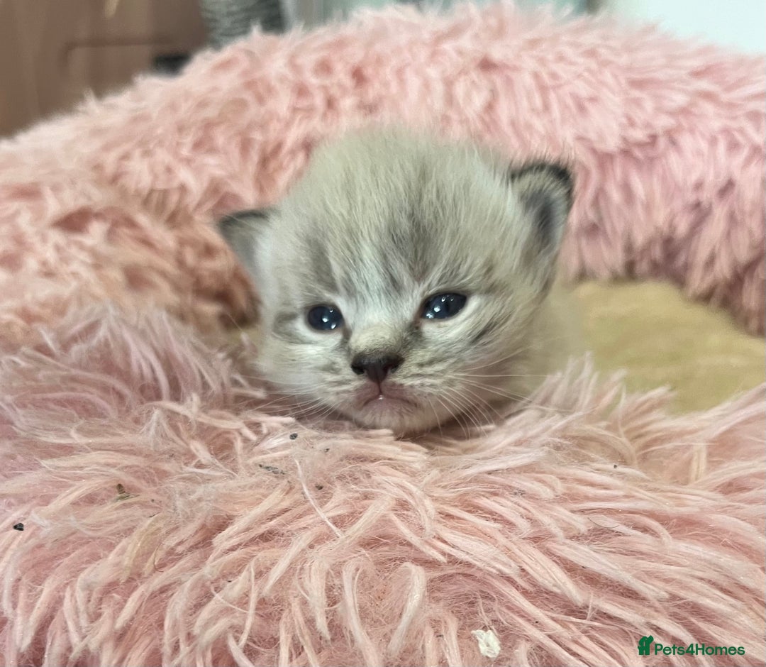 Ragdoll cats for sale: Beautiful ragdoll kittens - Image 1