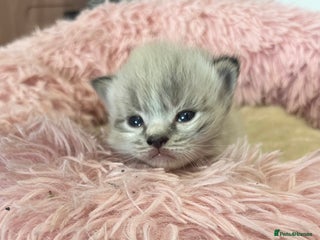 Ragdoll cats for sale - Advert 1
