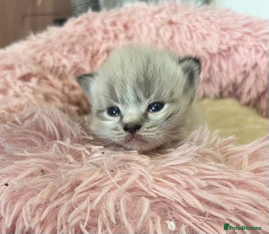 Ragdoll cats - Advert 1