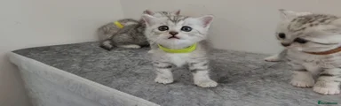 British Shorthair - GREEN COLLAR - Girl 