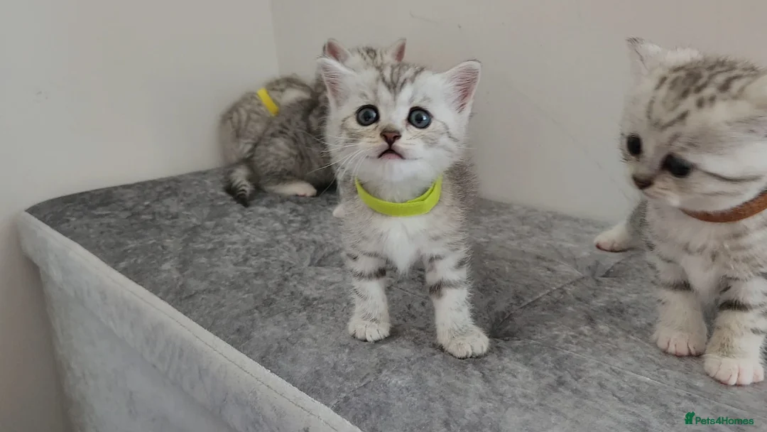 British Shorthair cats for sale: 🏆 Pedigree Silver British Shorthair Kittens 🏆 - Advert 18