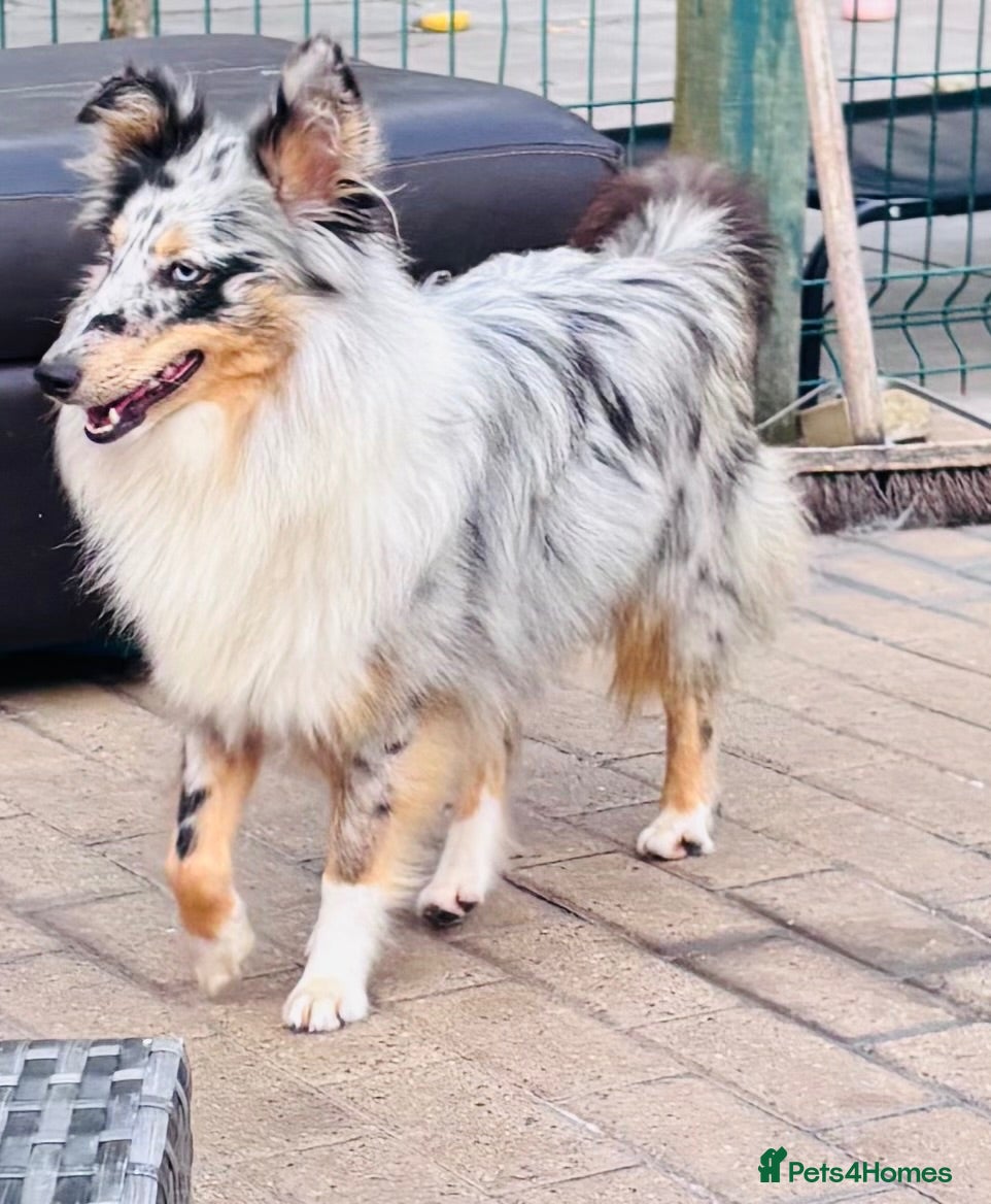 Shetland Sheepdog dogs Beautiful blue Merle girl Shetland sheepdog  - Advert 2